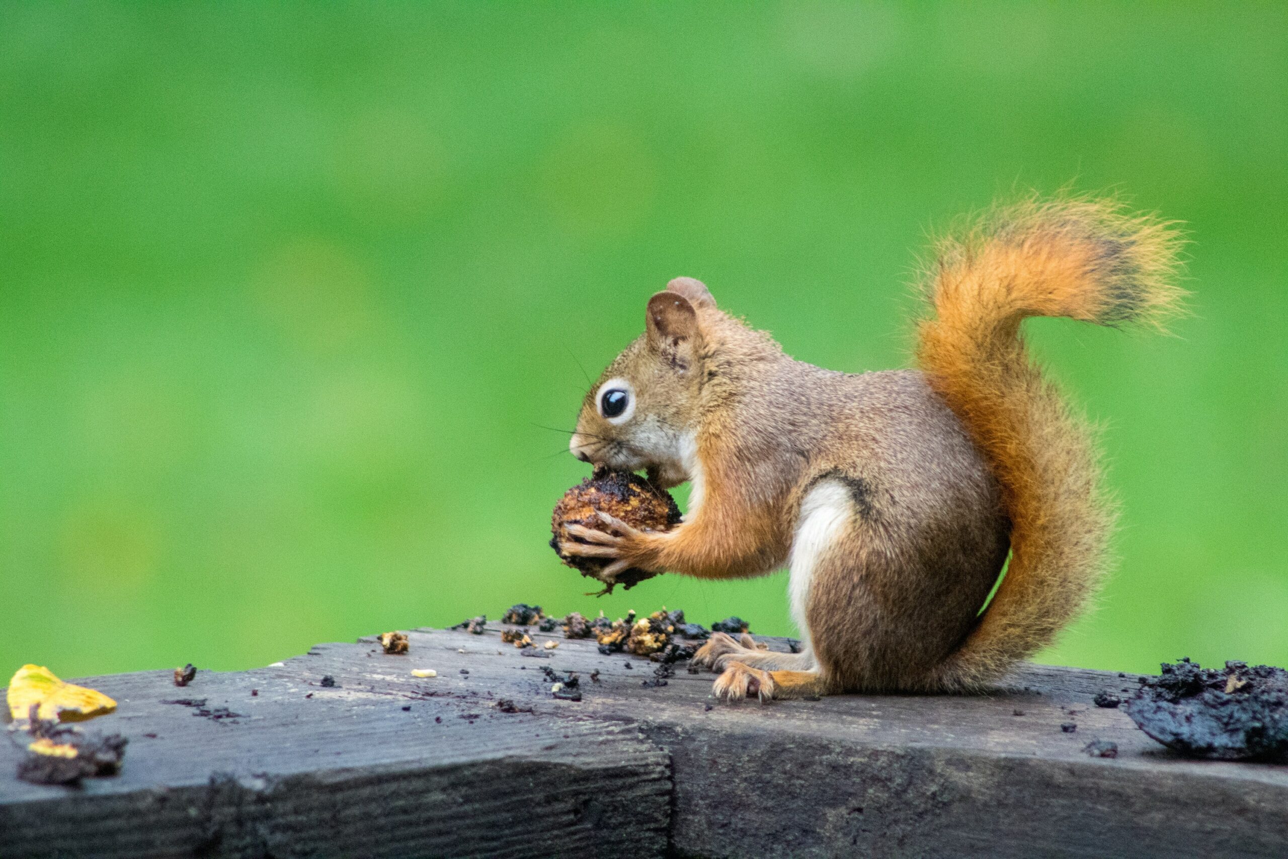 Trinkwasser für Wildtiere