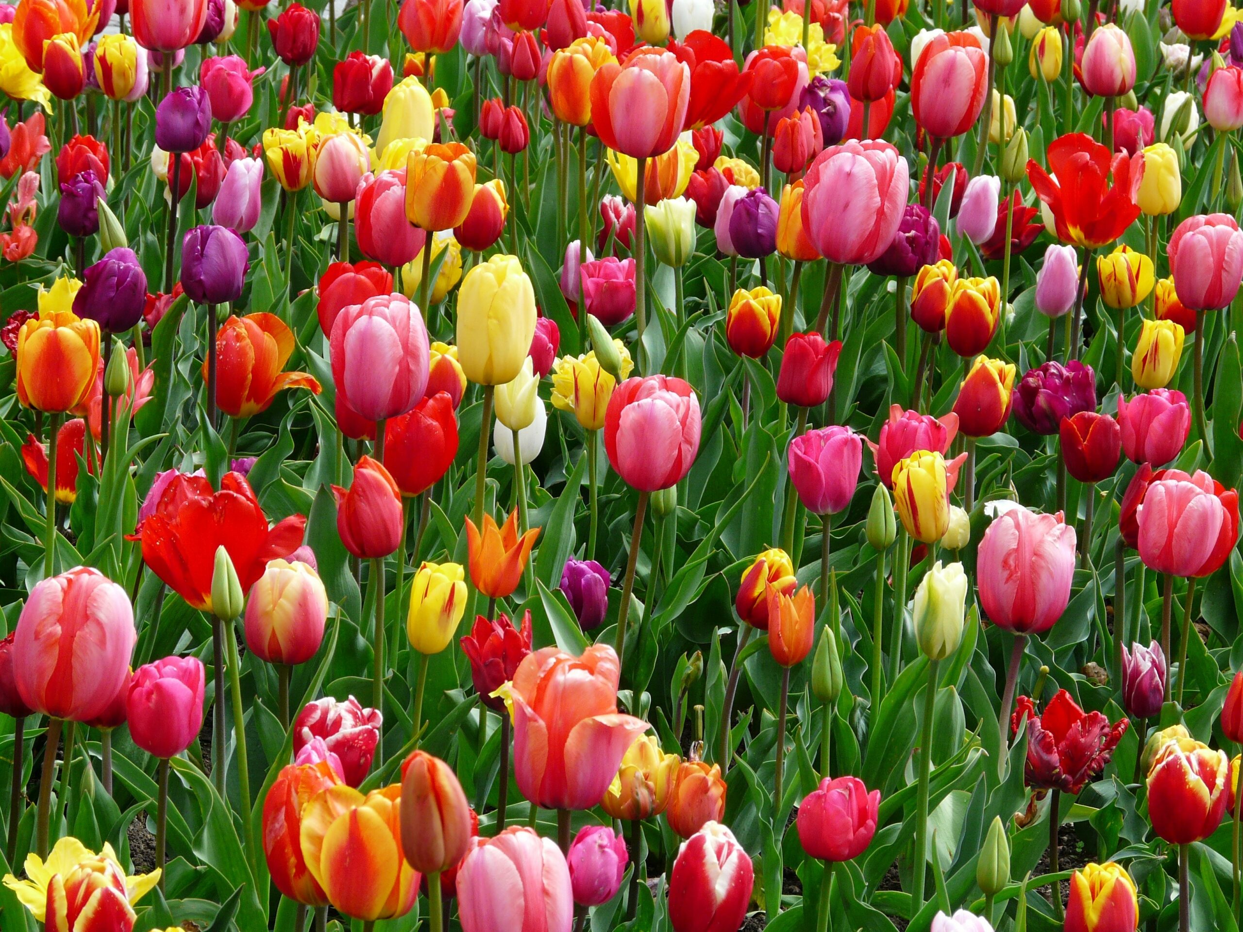 Tulpen aus Amsterdam…