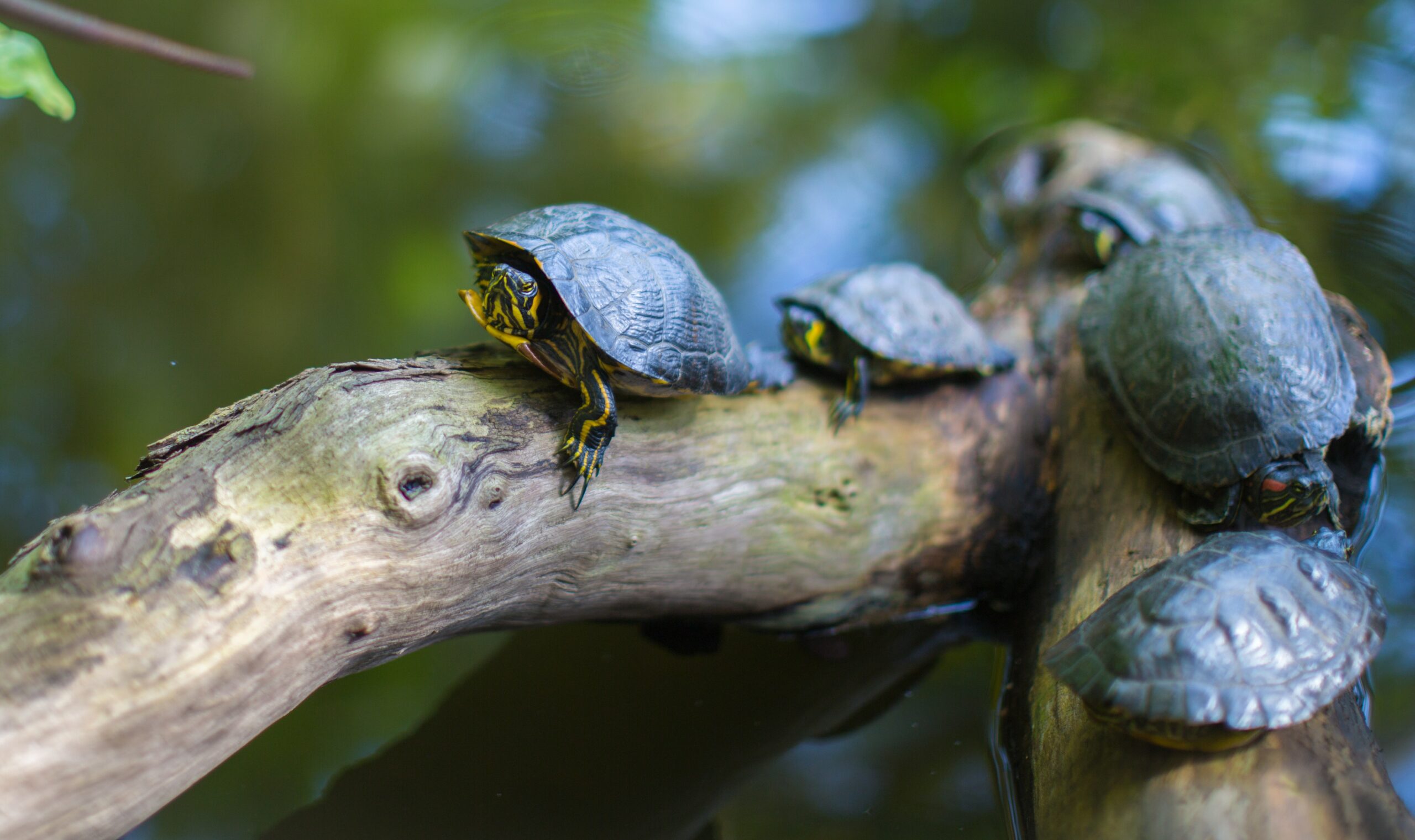 Schildkrötenauffangstation schließt – Schildkröten suchen ein neues Zuhause