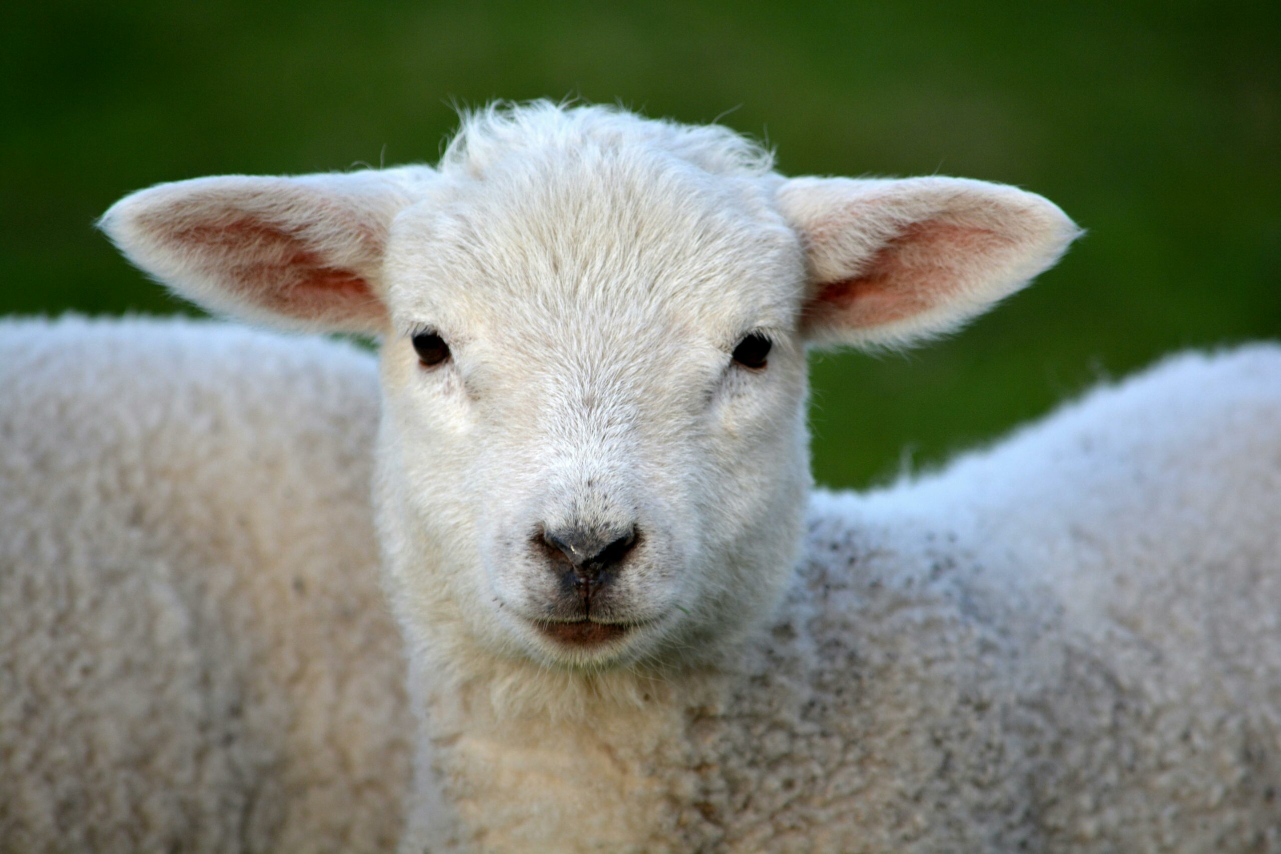 Veterinäramt Oberhausen: Blauzungenkrankheit in Oberhausen