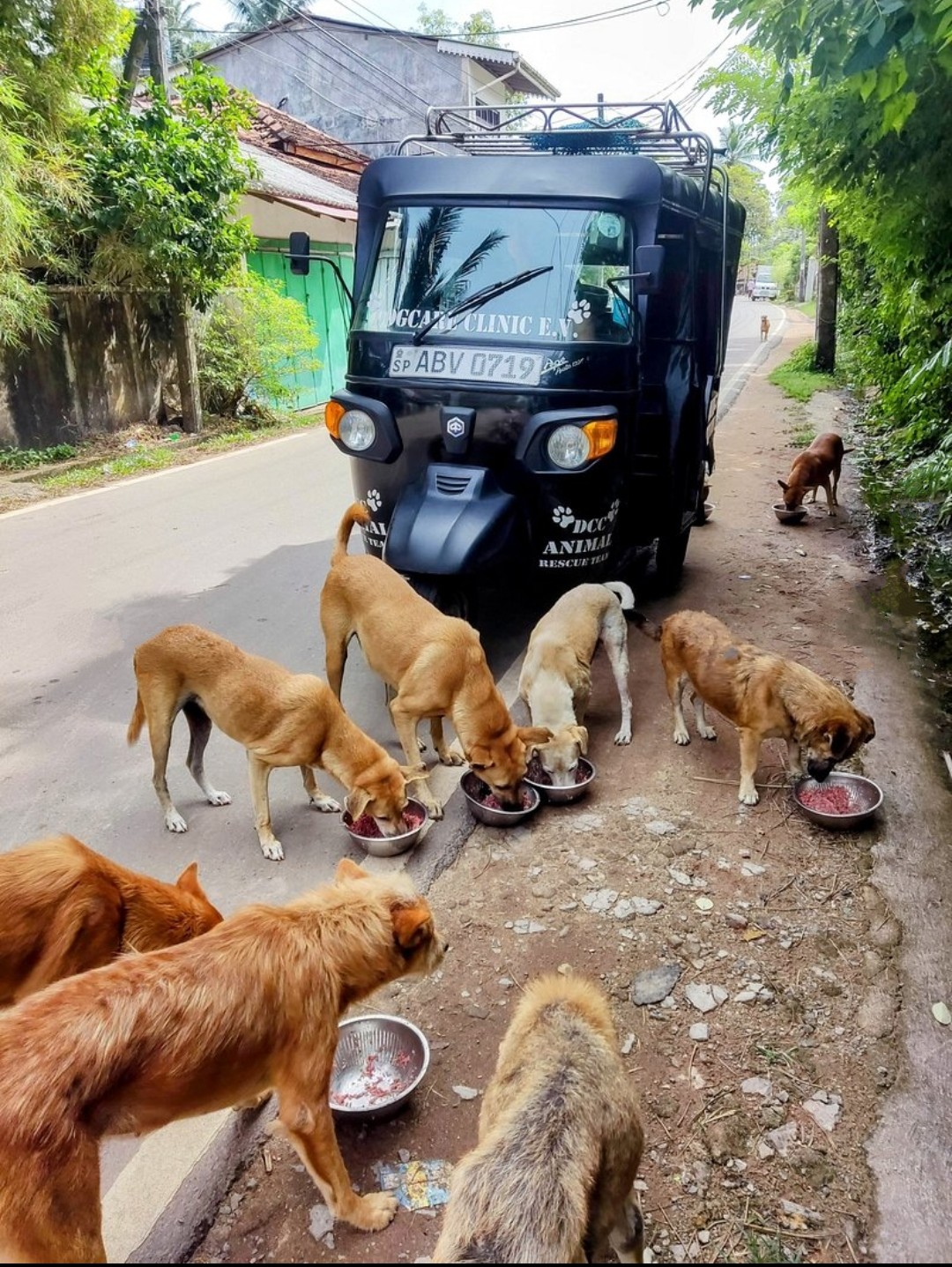Ein Herz für Tiere: TV-Star ANITA EICHHORN unterstützt Dog Care Klinik in Sri Lanka